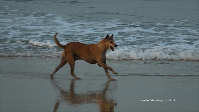 dog play at panambur beach